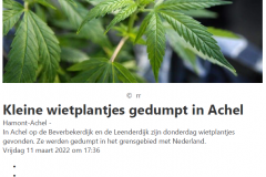 Het Belang Van Limburg - 11 Maart 2022 - Kleine wietplantjes gedumpt in Achel
